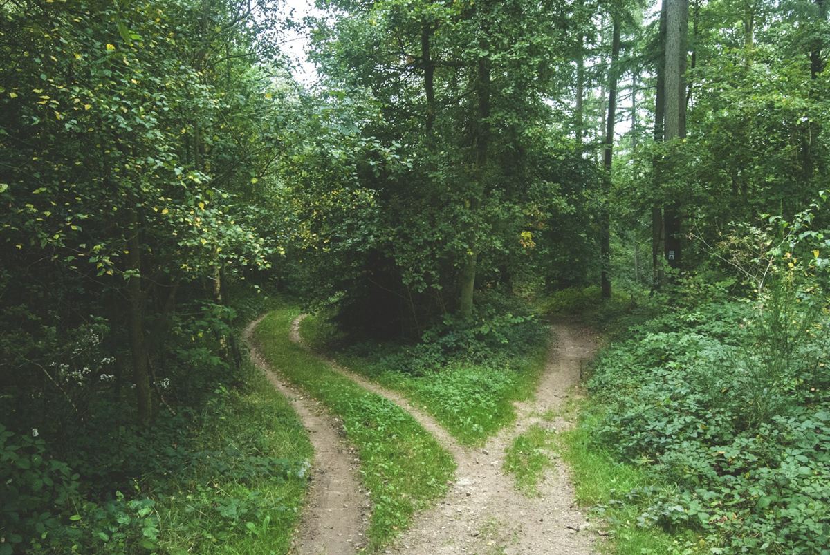 A woodland path splitting into two